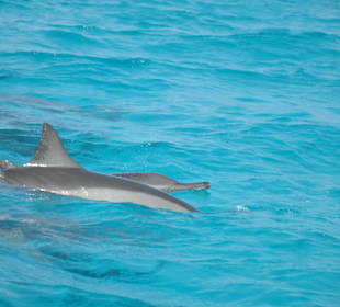 Sataya Riff Marsa Alam
