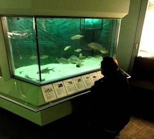Aquarium im Keller des Landesmuseums