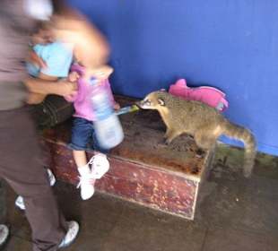 Die Wasserfälle, von Brasilien aus gesehen