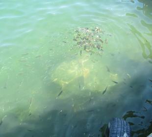 Fische und Schildkröten