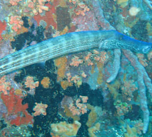 Unterwasserwelt Grenada