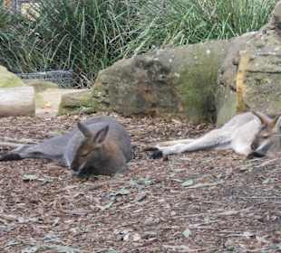 Taronga Zoo