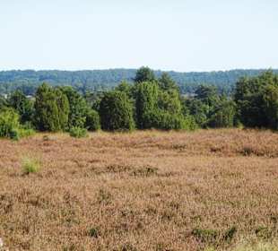 Wanderung von Undeloh durch die Heide