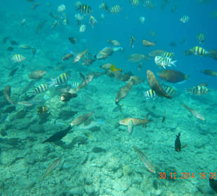 Рыбки у отеля