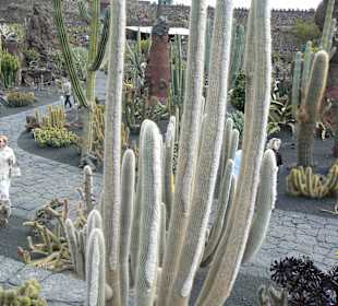 Jardin de Cactus