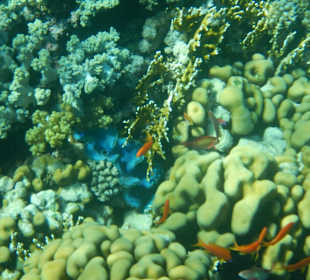 Tauchen Marsa Alam