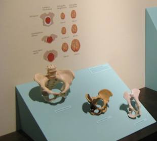 Rheinisches Landesmuseum