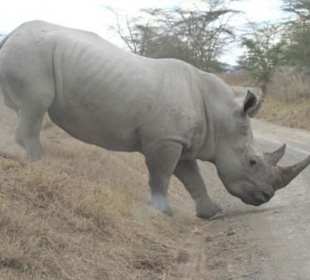 Weisses Nashorn in Samburu