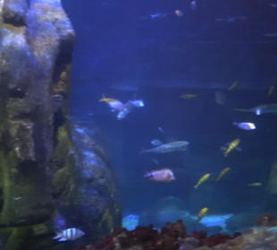 Sea Life