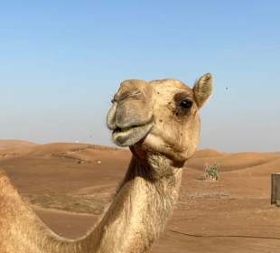 Darf natürlich nicht fehlen