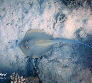 Schnorcheln Marsa Alam