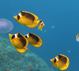 Schnorcheln Marsa Alam