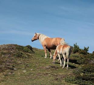 Echte Haflinger