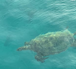 Schnorcheln Hurghada