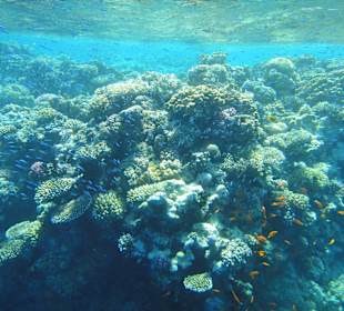 Lauter kleine Fische