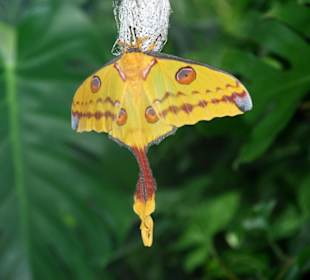 Im Schmetterlingshaus