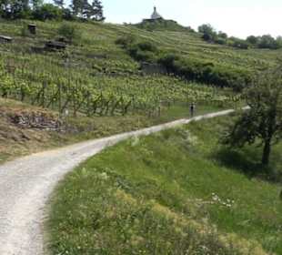 Weinlehrpfad