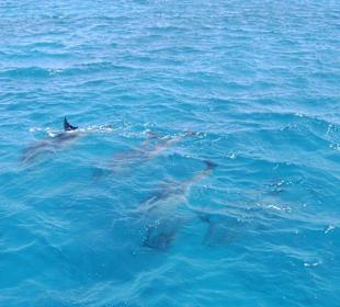 Delfine zum Greifen nah