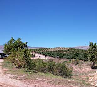 Die Weinberge