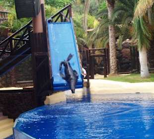 Evil bei der Rutsche