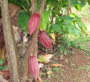 Kakaofrucht