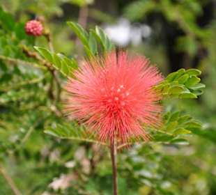 Jardín de Aclimatación de La Orotava