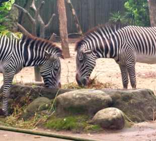 Singapur Zoo