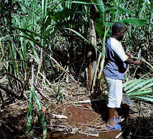 Quadtour Zuckerrohrplantage