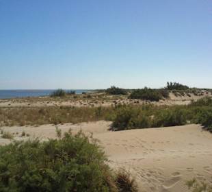 Dünen wie in Holland