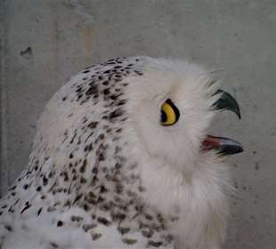 Blick in die Volieren