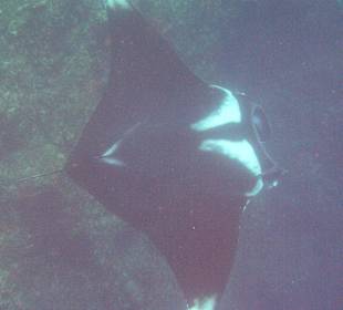 Manta