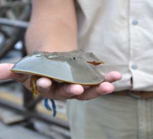 Krebs oder Skorpion ? Sie werden es erfahren!