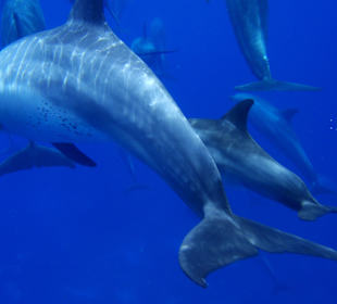 Cleopatra Service/Travel, Hurghada - El Gouna