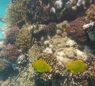 Schnorcheln El Gouna	