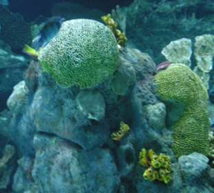 Landschaft im Aquarium
