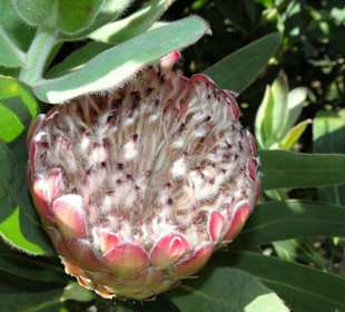 Eindrücke vom Rundgang durch Blandy´s Garden