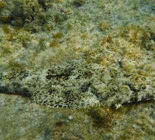 Teppich Krokodil
