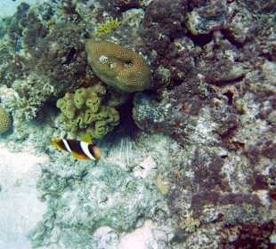 Clownfisch mit See-Igel