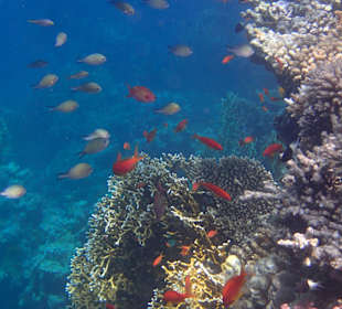 Schnorcheln / Delfintour