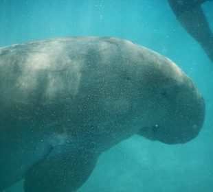 Dugong