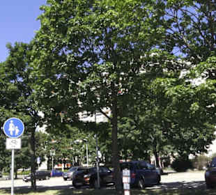 Carolaplatz