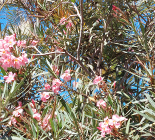Strandpromenade Playa del Inglés