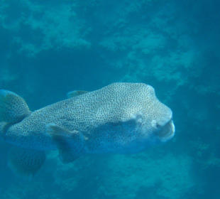 Unterwasserwelt Hausriff Arabia Beach