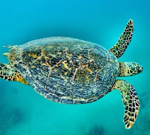 Echte Karettschildkröte