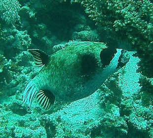 Tauchen bei der DC über Oototo Holiday Service gebucht