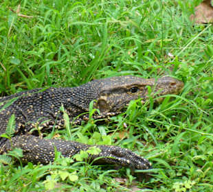 Tiere auf Mangrovenfahrt