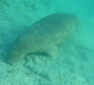 Dugong in der Mubarakbay