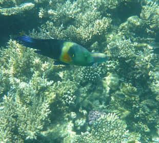 Schnorcheln Hurghada