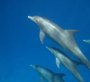 Delfine