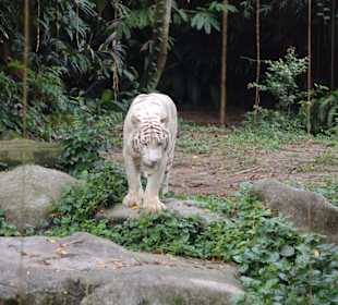 Weißer Tiger